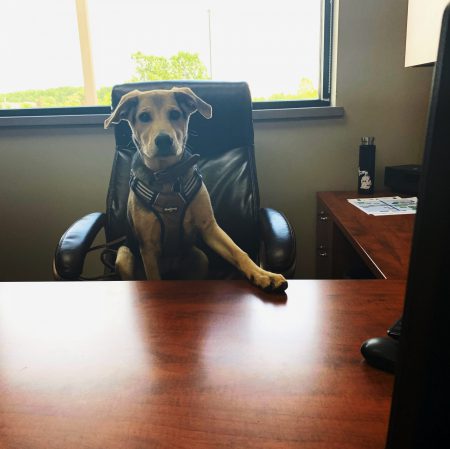 Rufus in the office Rufus in the office