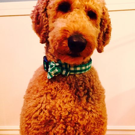 Jack the doodle Jack the doodle